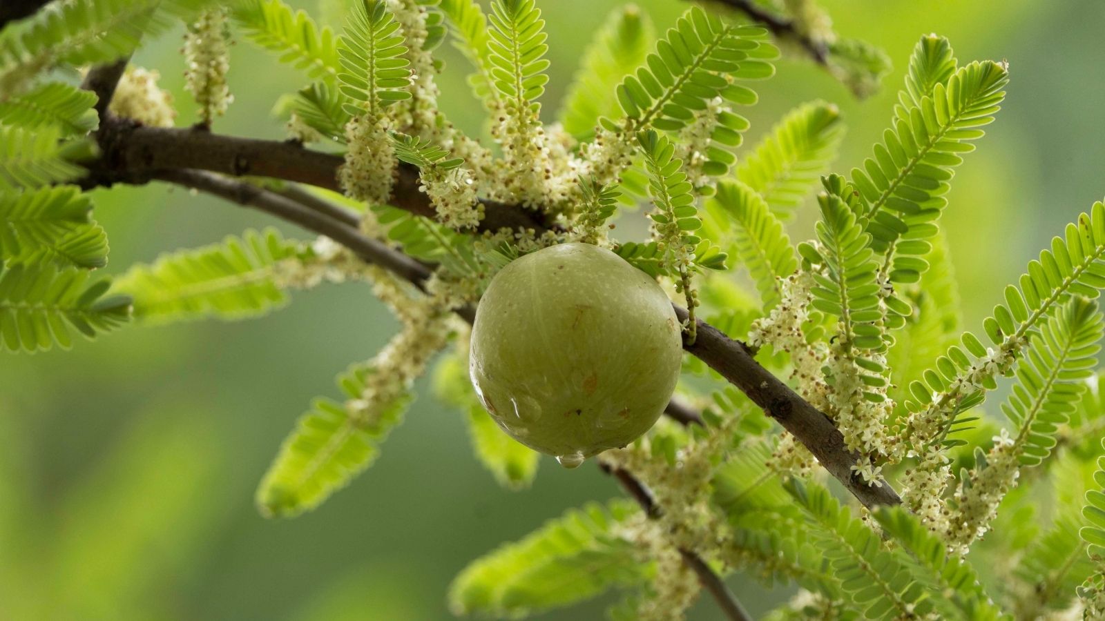 Amla Benefits for Hair, Skin and Health